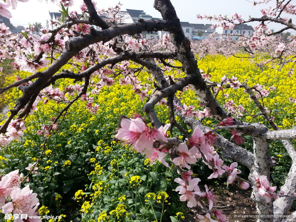 桃花