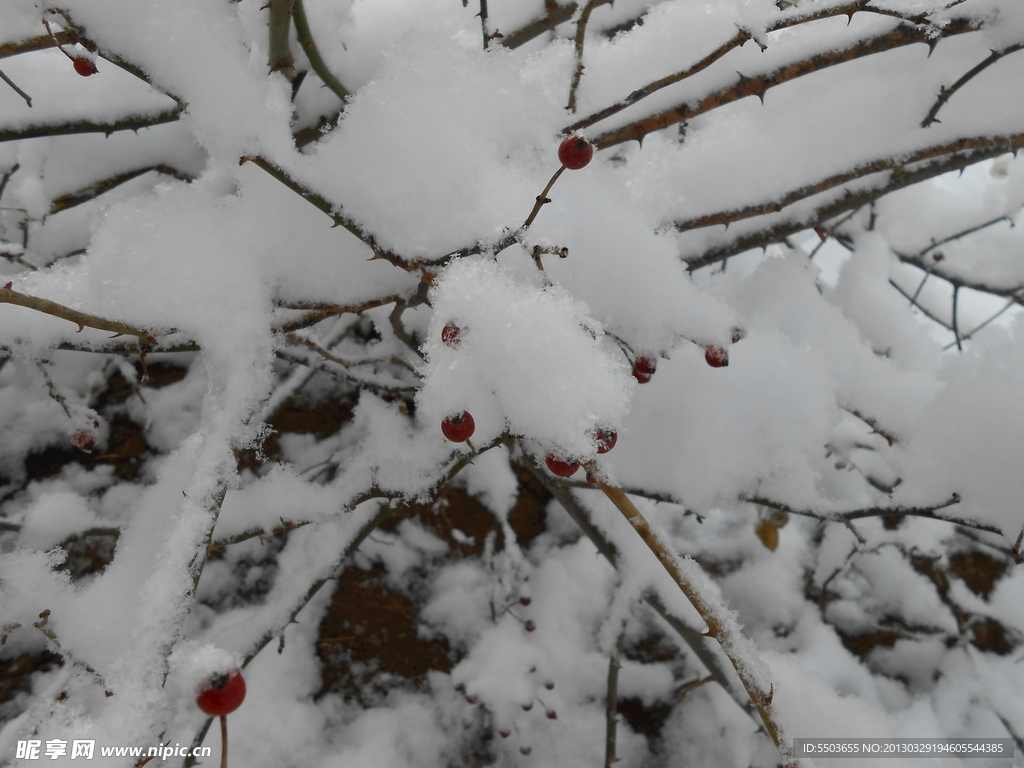 雪景 雪中树枝