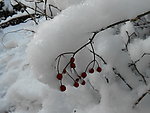 雪天 红果