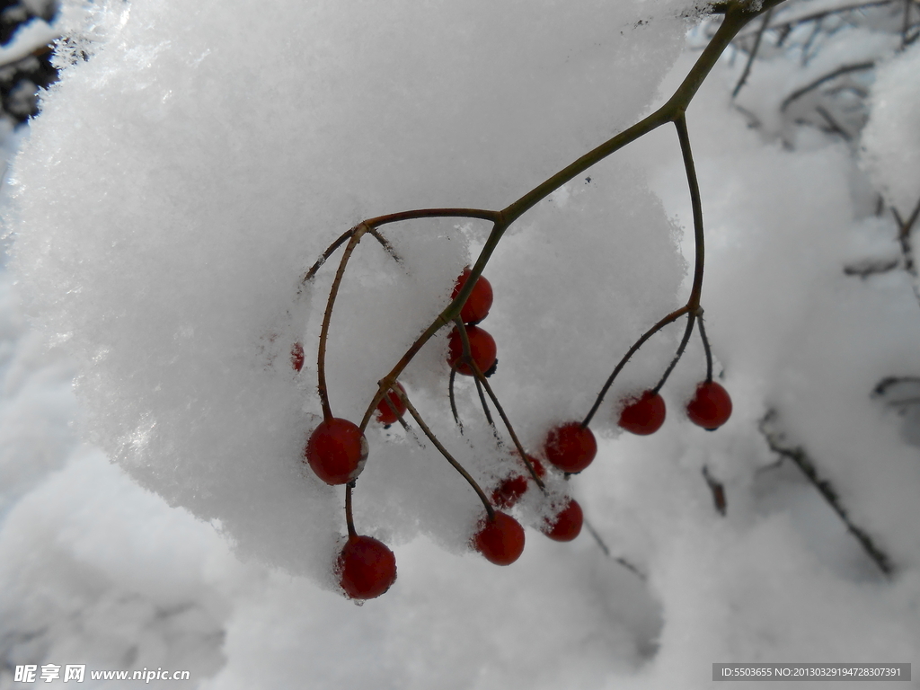 大雪下的红果果