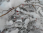 雪下树枝
