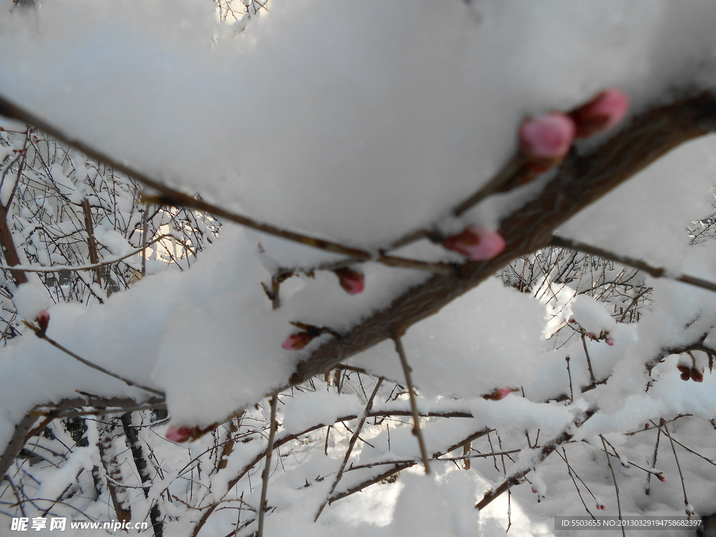 雪景 雪后树挂