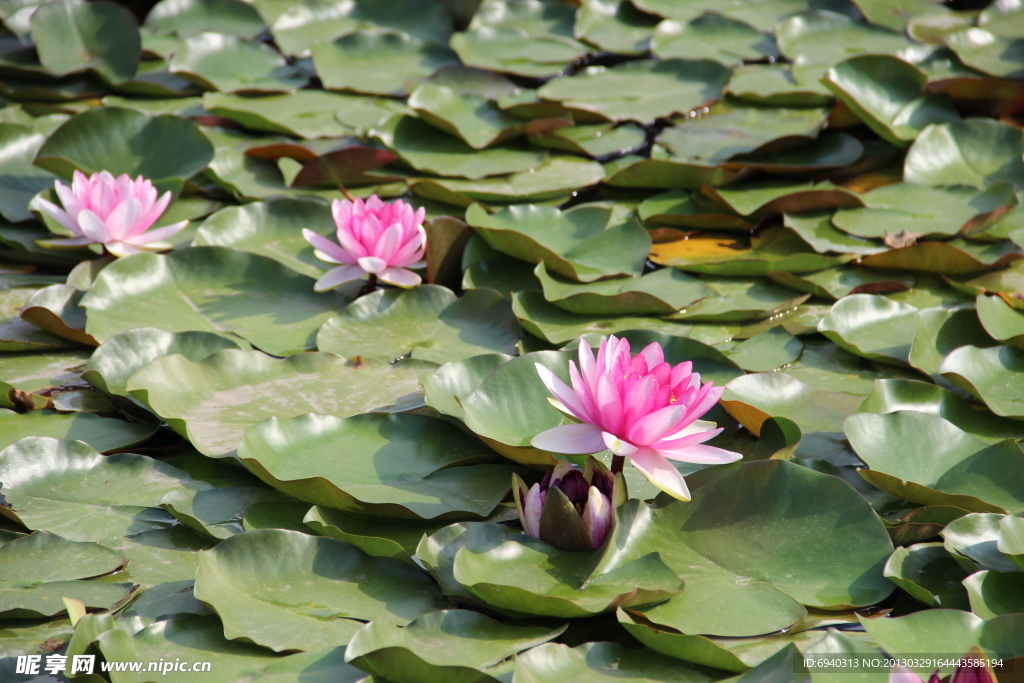 莲花