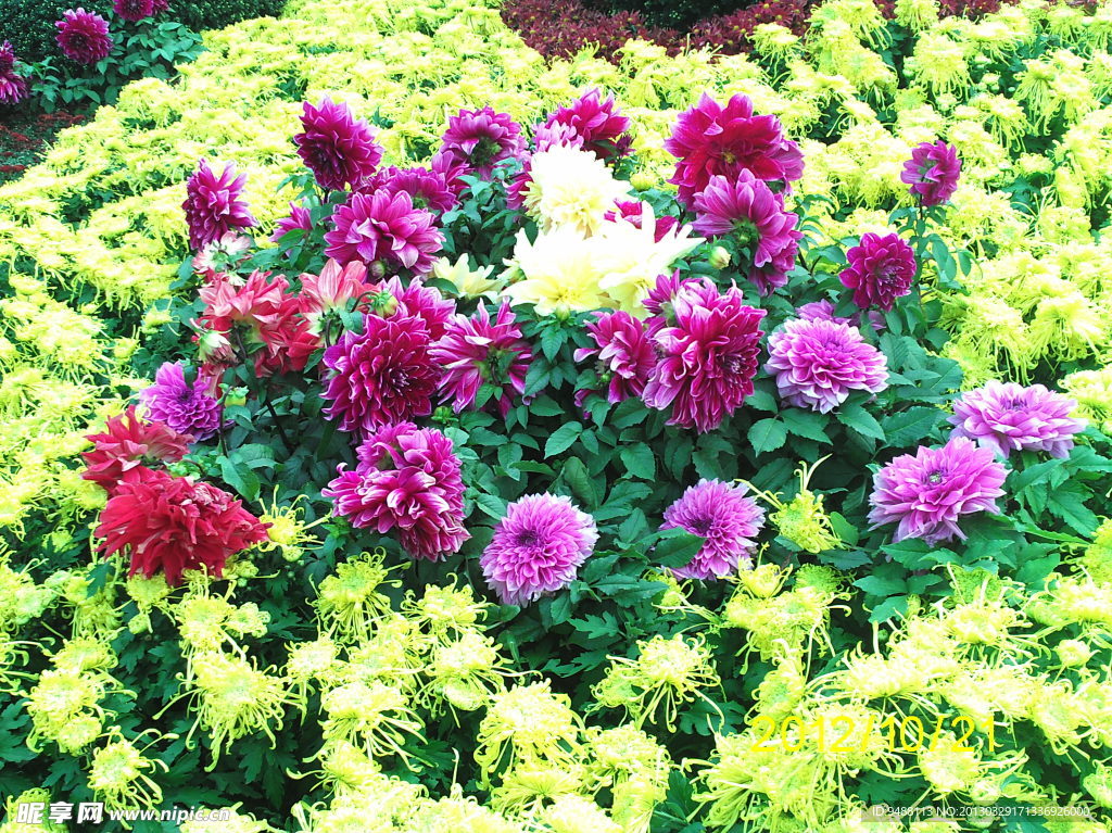 菊花