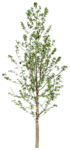 树木