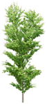 树木