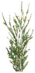 树木