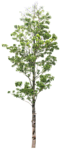 树木