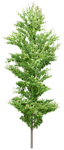 树木