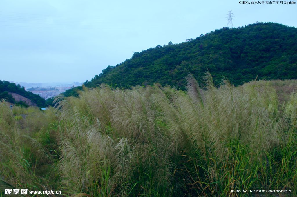 中国山水 高山芦苇