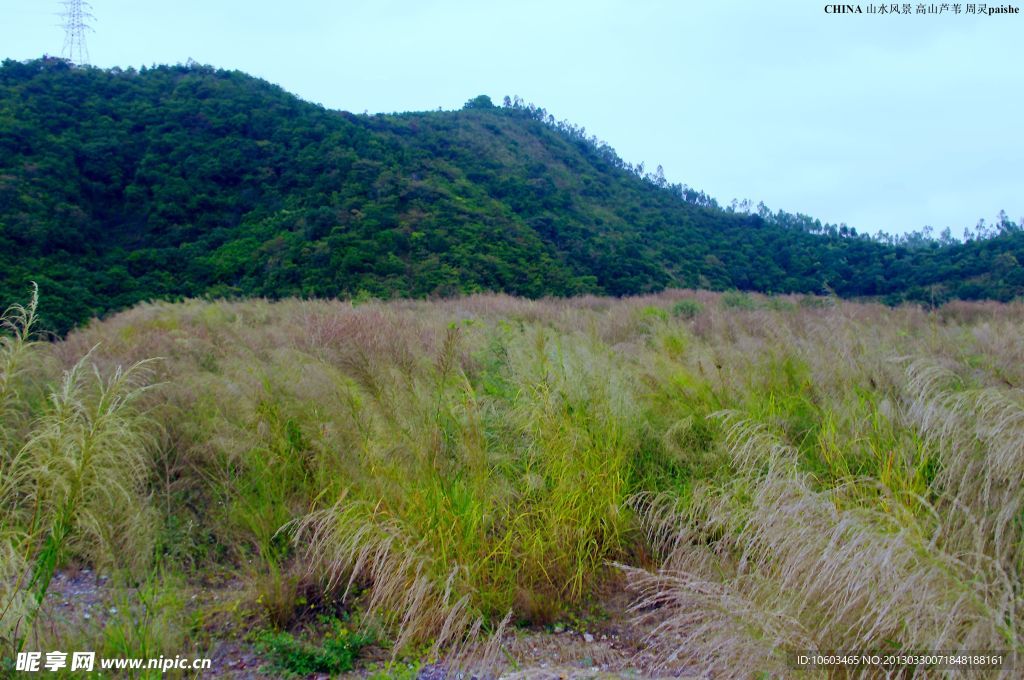 中国山水 高山芦苇