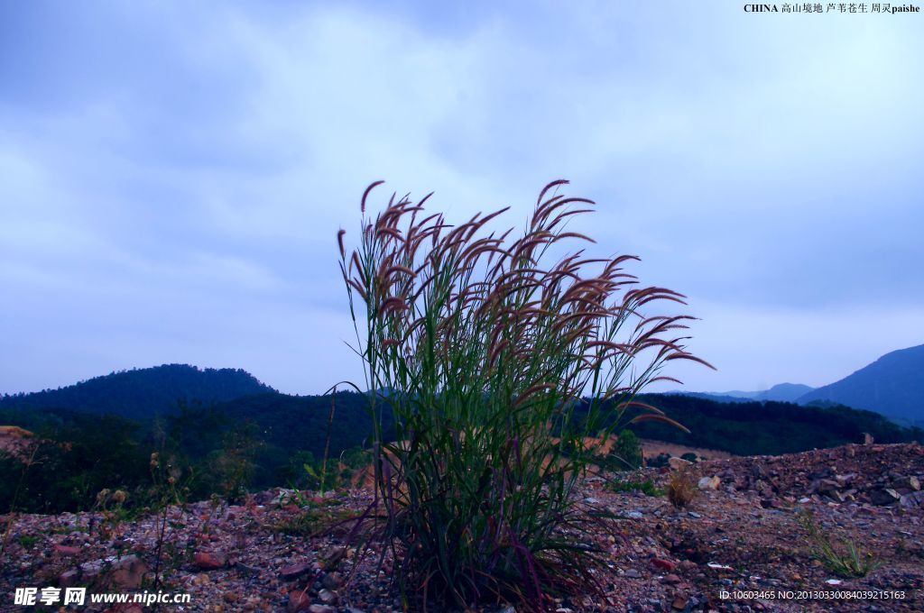 中国山水 高山芦苇