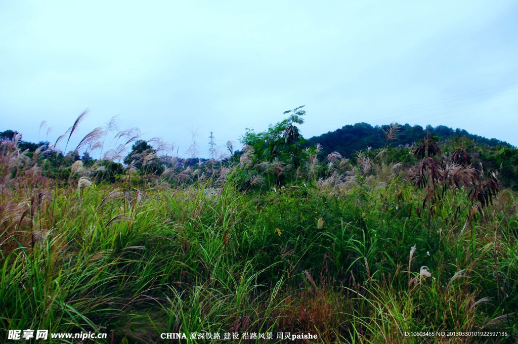 中国山水 高山芦苇