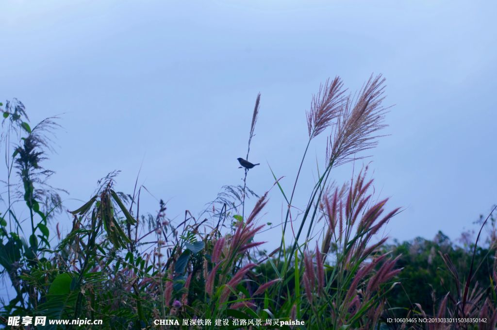 中国山水 芦苇舍鸟