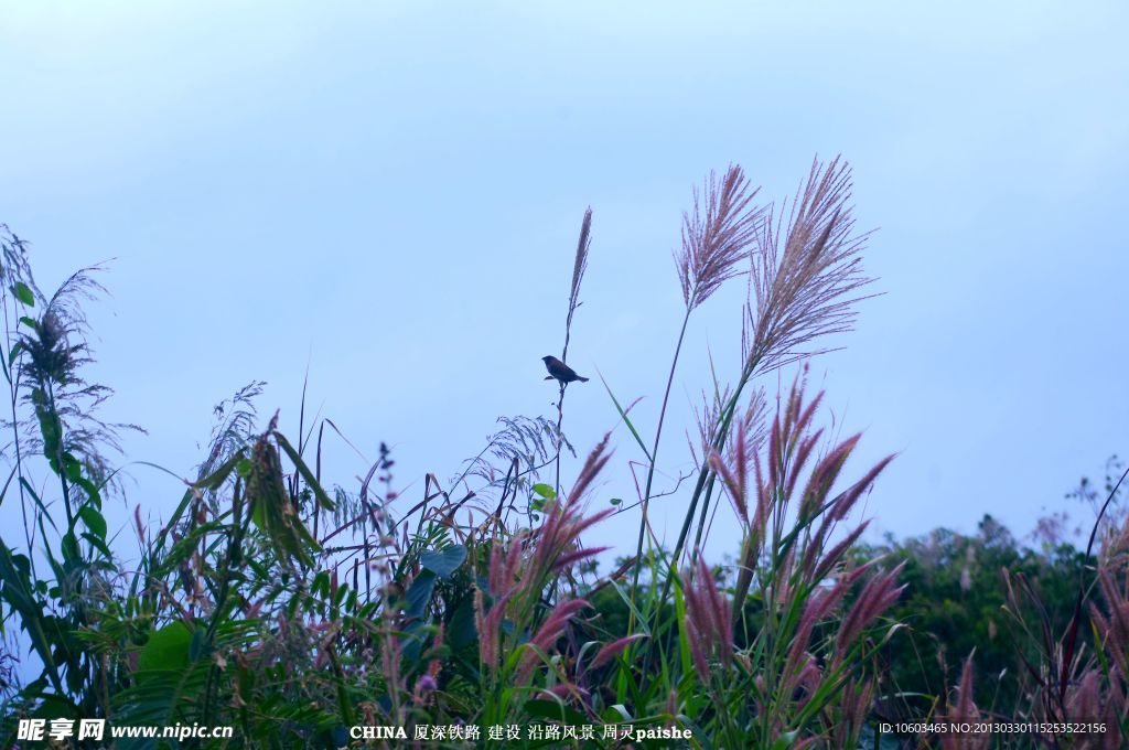 中国山水高山芦苇舍鸟