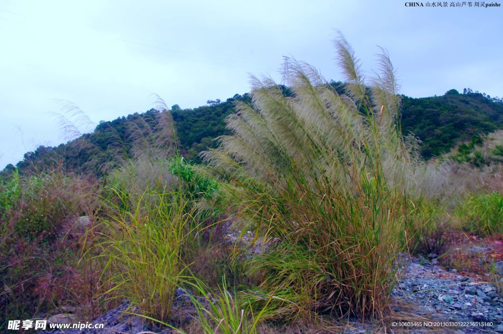 中国山水 高山芦苇