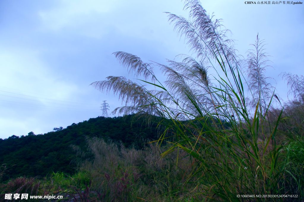 中国山水 高山芦苇