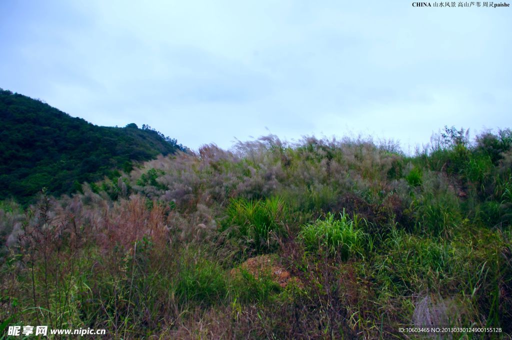 中国山水 高山芦苇