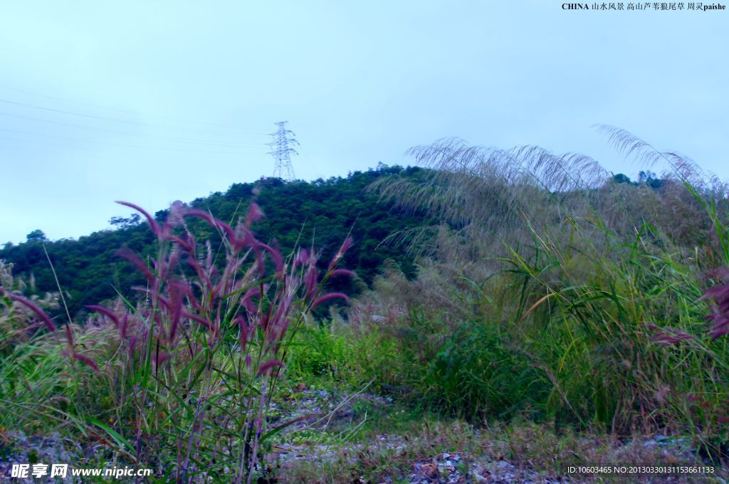 中国山水 高山芦苇