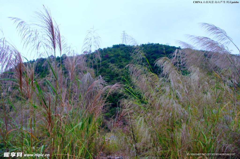 中国山水 高山芦苇