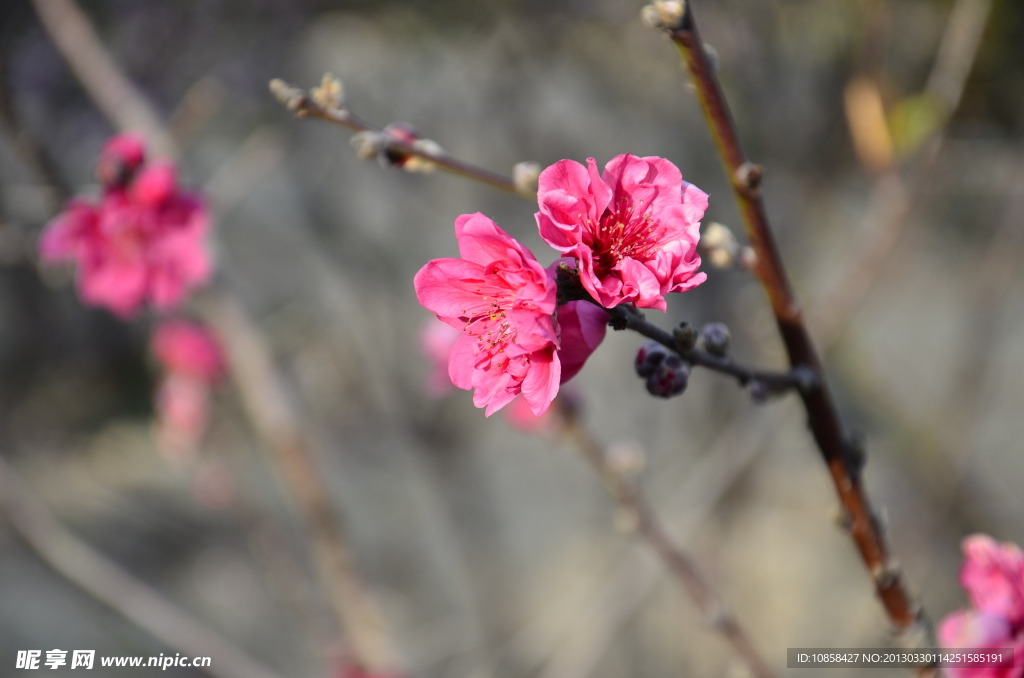 桃花