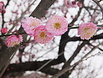 梅花