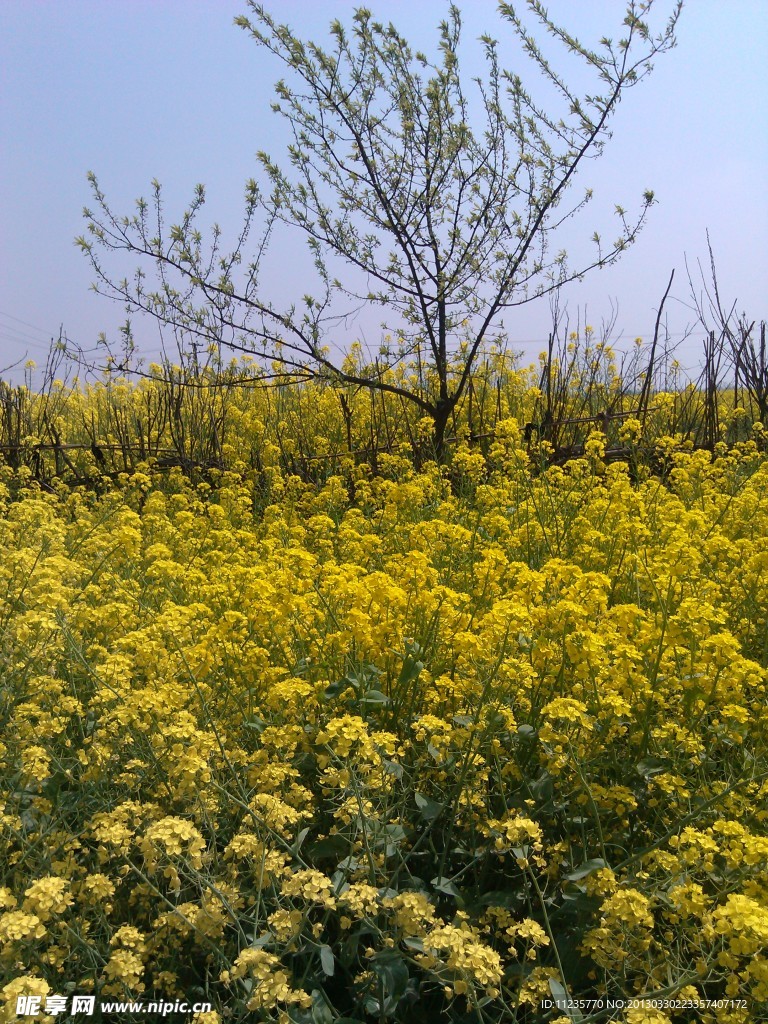 油菜花