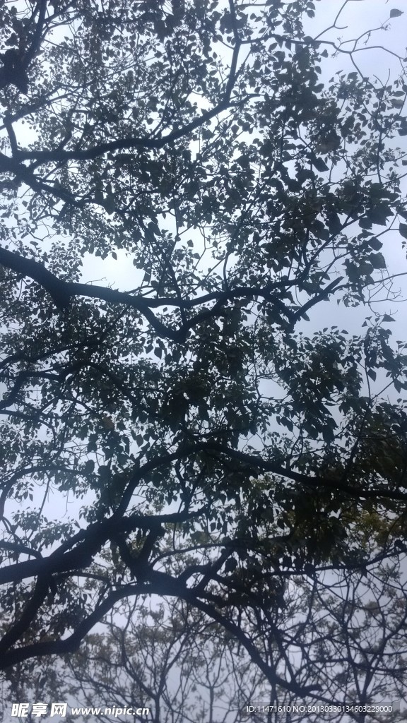 枝叶