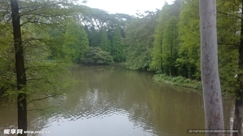 杉树