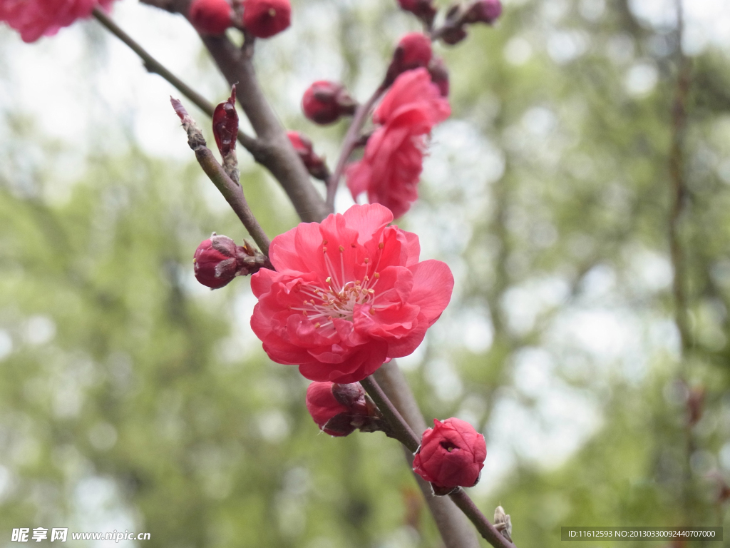 樱花