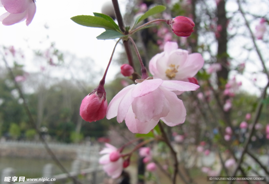 樱花