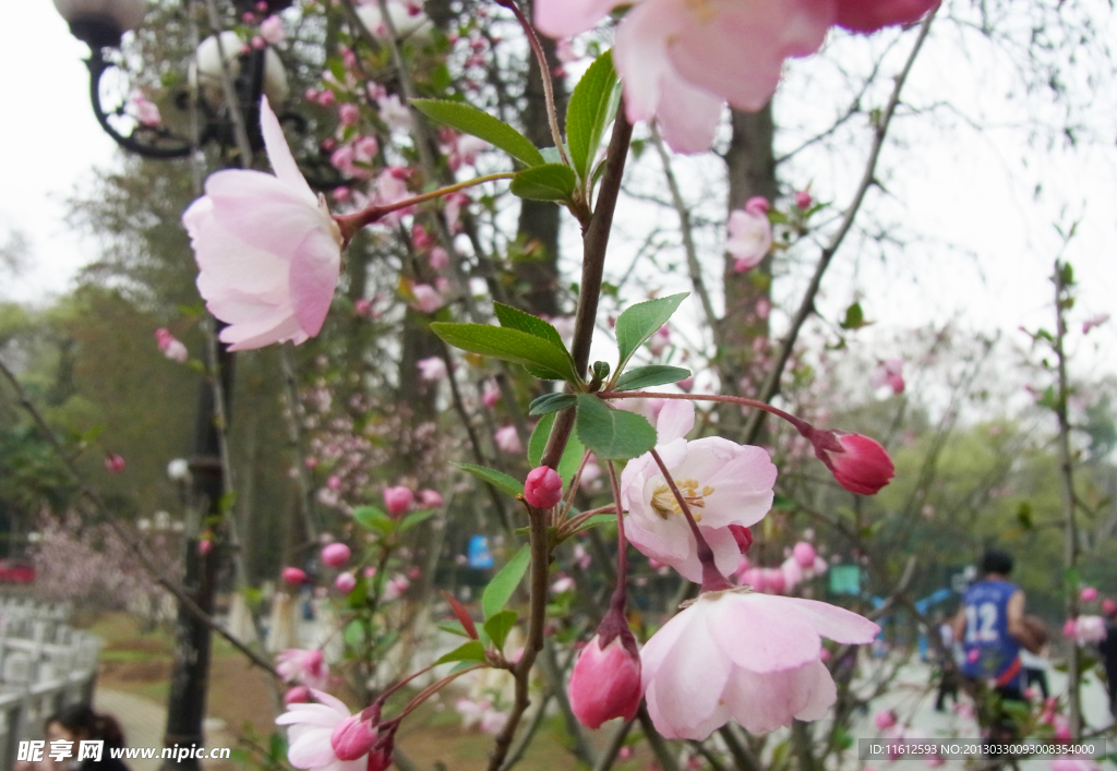 樱花