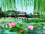荷花亭子