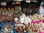 贝壳