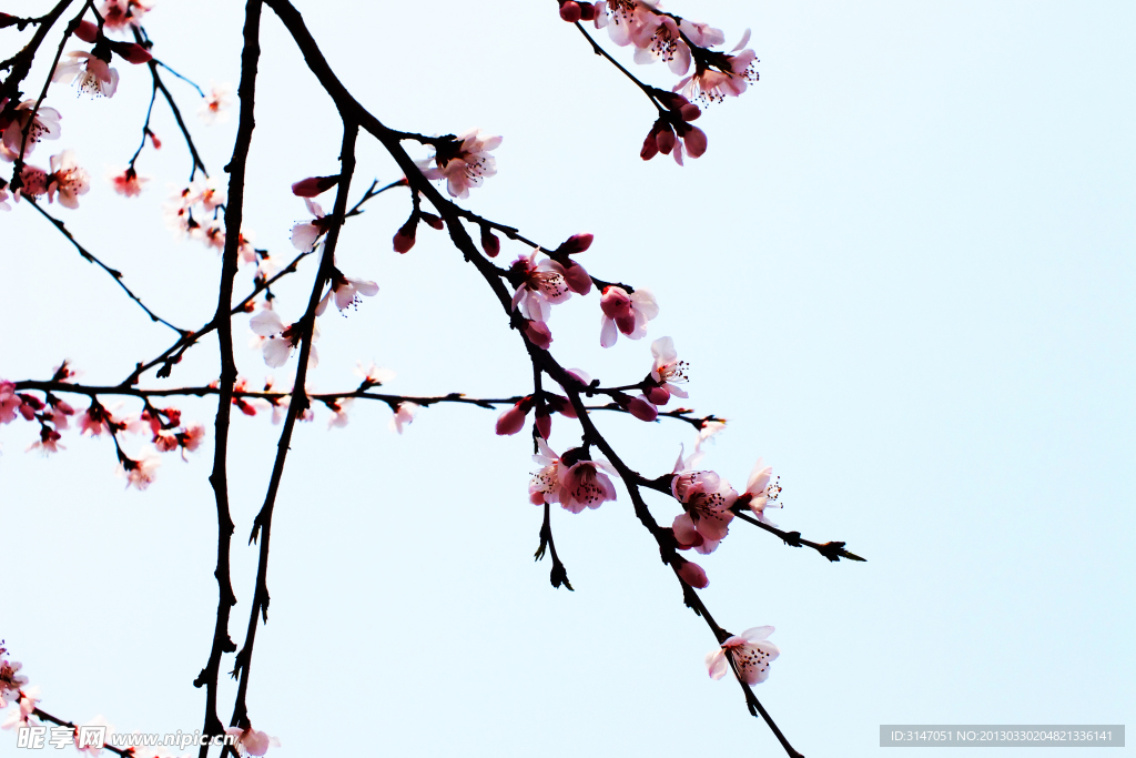 桃花