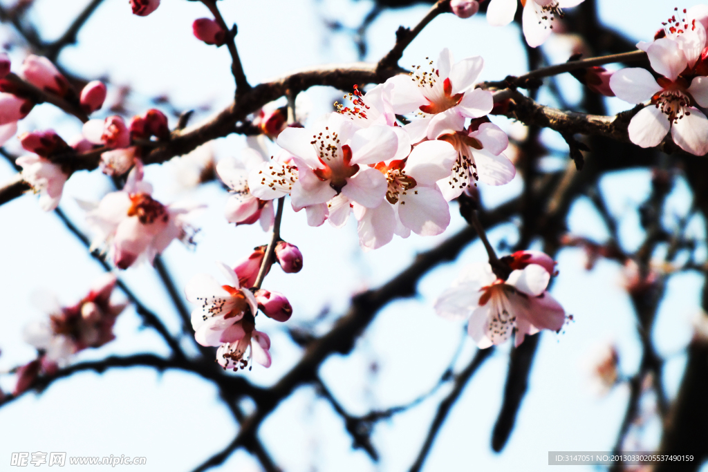 桃花