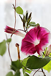 牵牛花