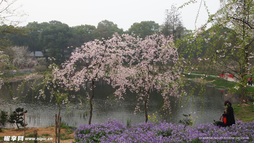樱花