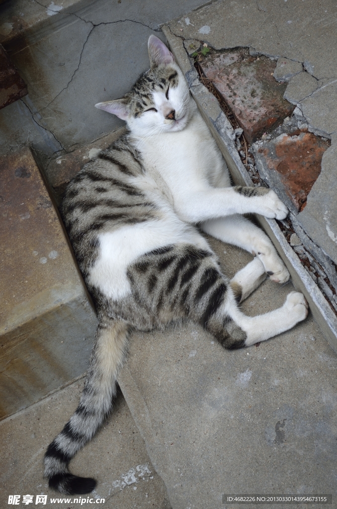 睡觉的猫咪