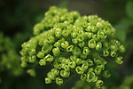 球状花