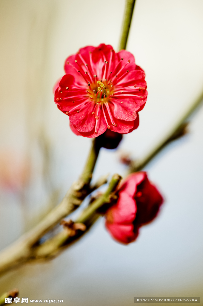 红梅