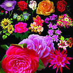 花卉素材