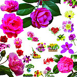 月季花素材
