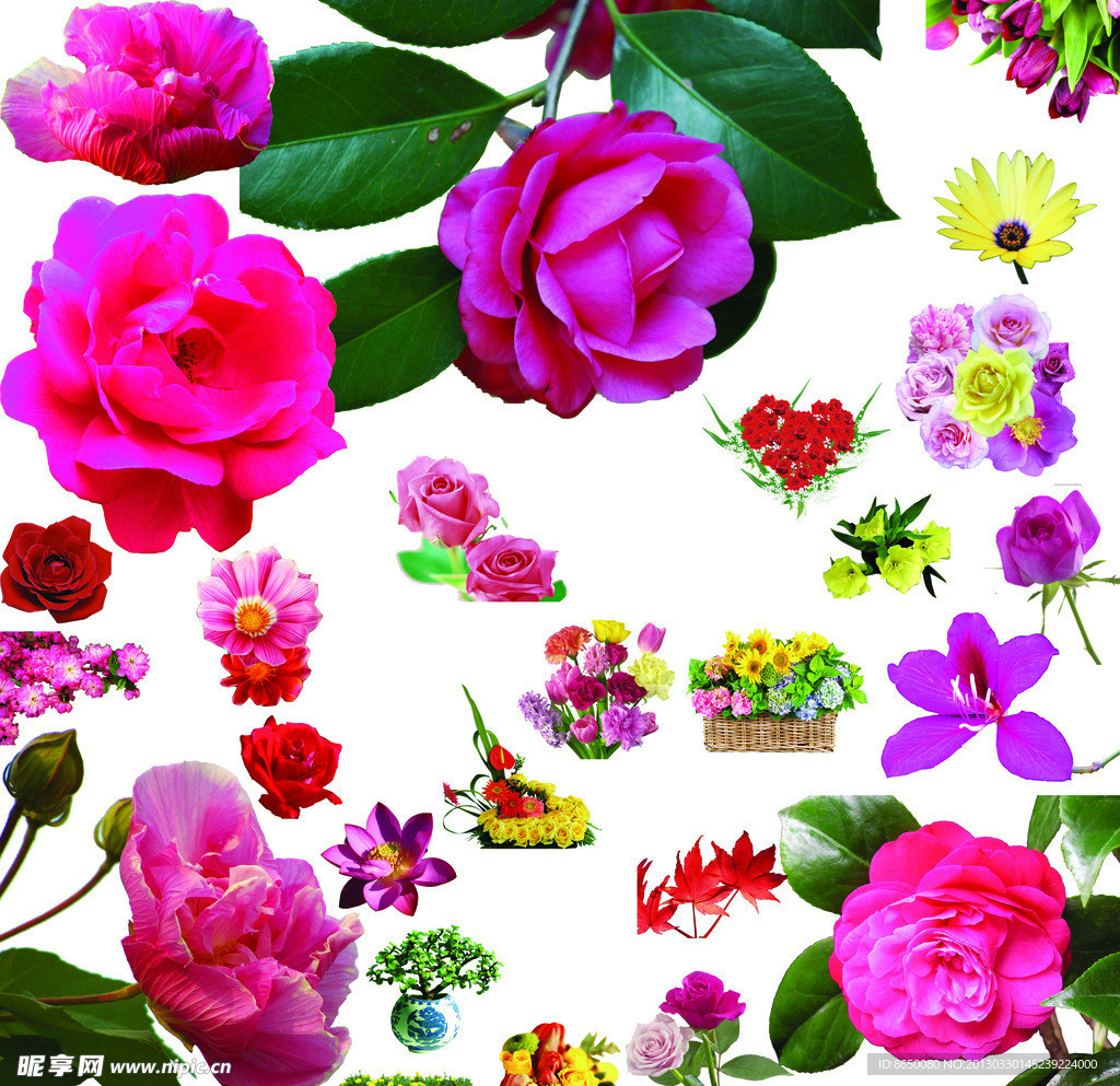 月季花素材