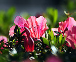 木芙蓉