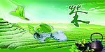茶叶背景