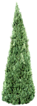 树木