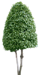 树木