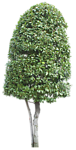 树木