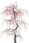 花树